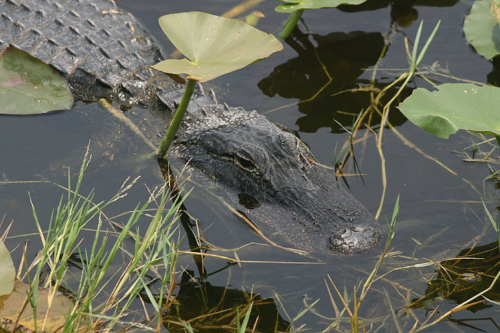 alligator, florida, everglades, predator, usa, mangroves, close