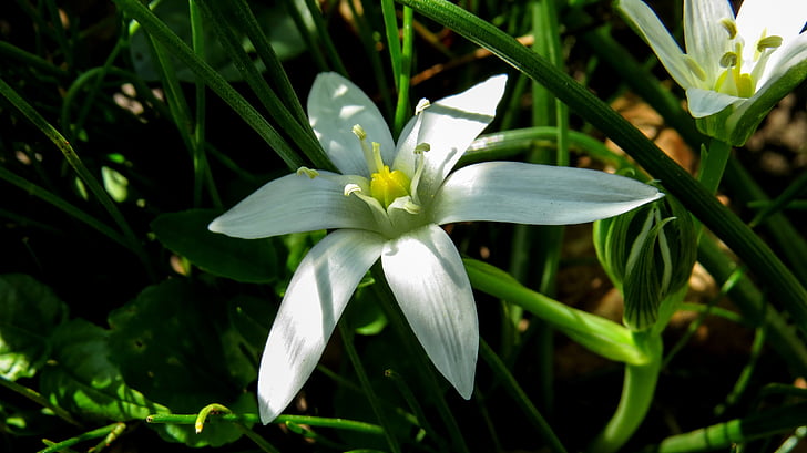 balta, gėlė, balta gėlė, pavasarį, Gamta, sárma