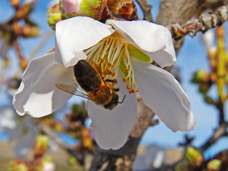 Bee, mandel blomma, Libar