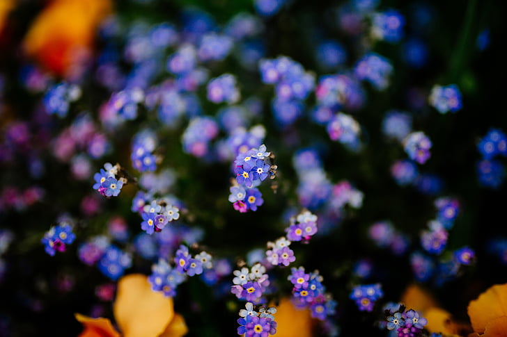 Violeta, puķe, Bloom, zieds, āra, daba, dārza