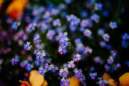 púrpura, flor, floración, flor, al aire libre, naturaleza, jardín