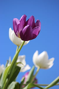 tulipány, fialová, kvet, trvalka, Holandsko, jar, Príroda