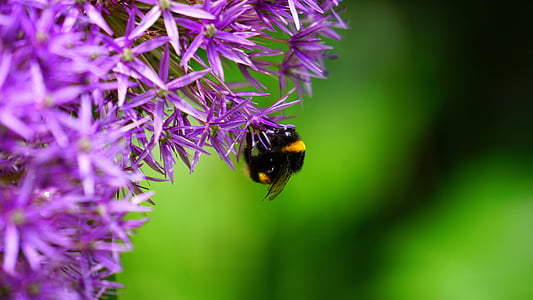 nature, closeup, macro, bee, flowers, purple, lavender