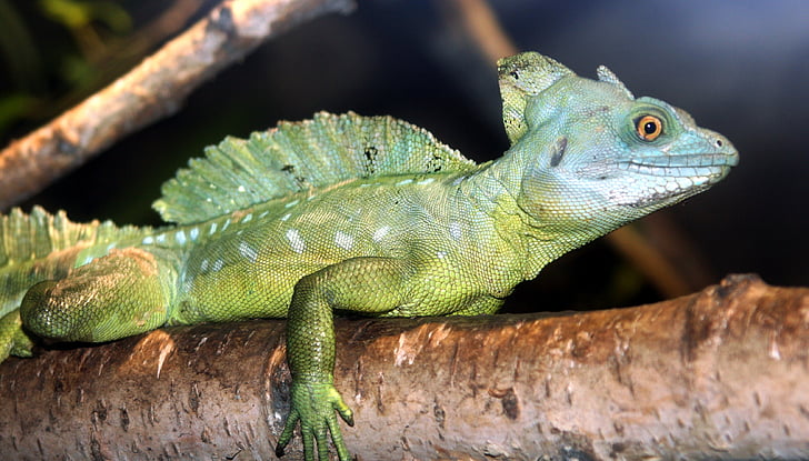 animal, reptil, iguana verde, naturaleza