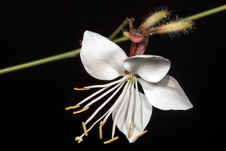 Wild flower, gkaoyra bílá, zahrada