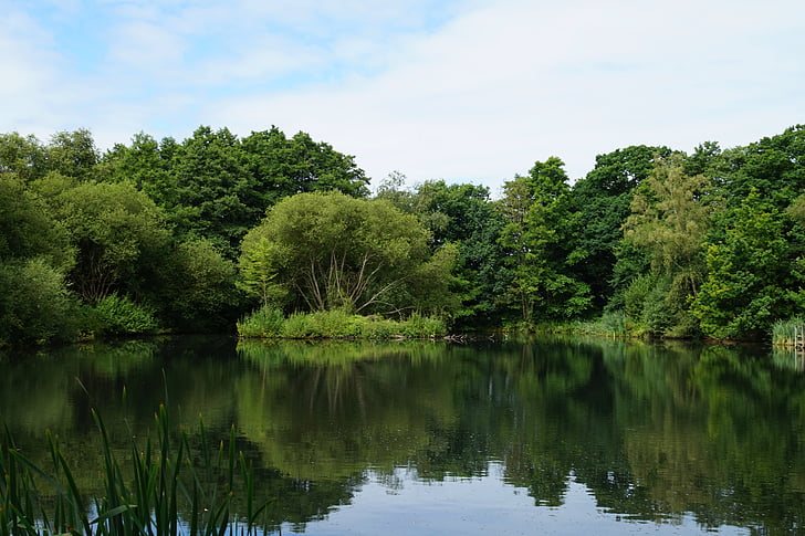 lake, forest, water, tree, nature, summer, landscape