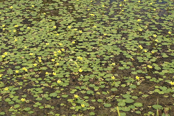Lake, geel, gele teichrosen, Bloom, Nuphar, waterlelies, wateren