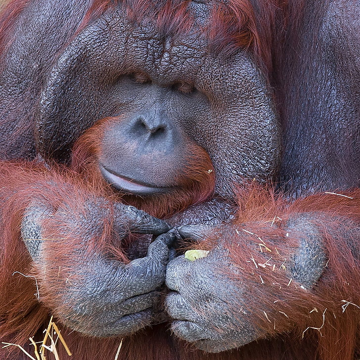 Orangutanas, beždžionė, Krefeldas, zoologijos sodas, miško žmogaus, gyvūno kūno dalis, gyvūnų galva