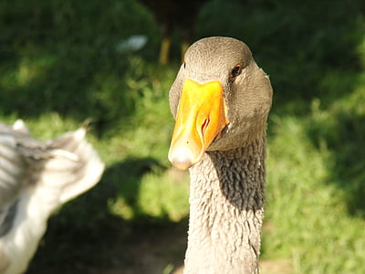 greylag goose, goose, animal, bird, geese