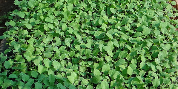 semis, brinjal, aubergine, pépinière, Agriculture, Agriculture, Karnataka