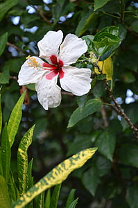 hibiscus, blossom, bloom, plant, flower, white, nature