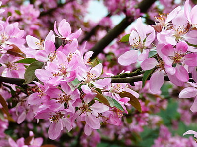 flower, flowers, magnolias, magnolia, pink, white, flourishing