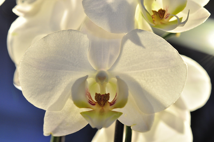 orchidėja, balta, gėlė, žiedų, žydėti
