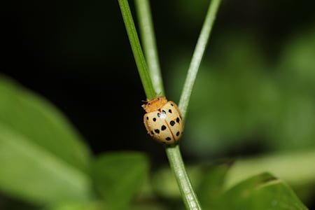 mexican bean beetle, insect, pest, gardening, nature, garden