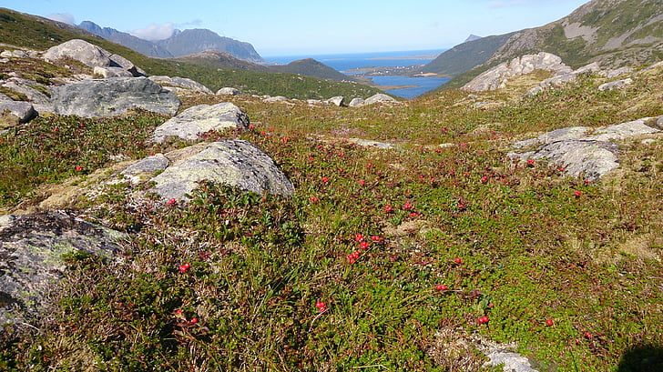 la naturaleza de la, Noruega, Blueberry, Lofoten, naturaleza, montaña, verano