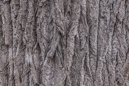 tree, tree bark, nature, close, bark
