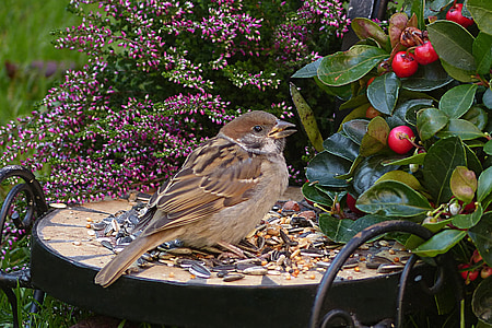 Sparrow, sperling, pelempar domesticus, burung, muda, mencari makan, Taman