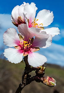galho de florescência, flor, flor, fechar, Amendoeira em flor, Primavera, -de-rosa