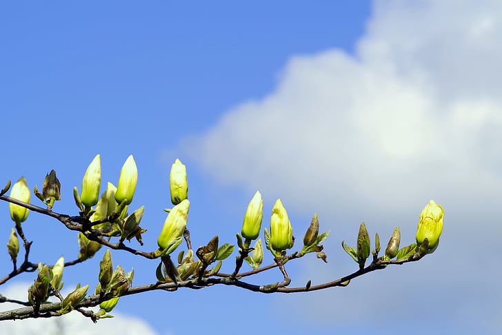 Magnolie, die Knospen, gelb, Zweige, Magnolia-Filialen, Blütenknospen, Knospen in voller Blüte