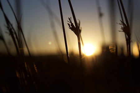bokeh, Foto, pšenice, soumraku, Západ slunce, východ slunce, silueta