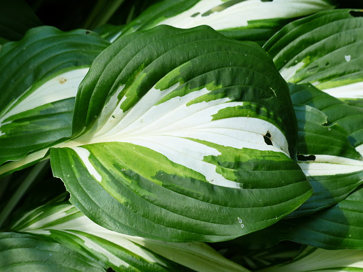 feuille, vert, blanc, plantain lily, schattenpflanze, taché de blanc, Hosta undulata