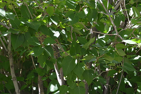 hojas, verde, naturaleza, Bush, lila, hoja, árbol