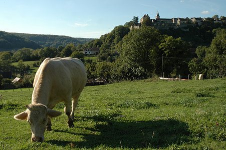 cow, cattle, pasture, landscape, meadow, village, hill