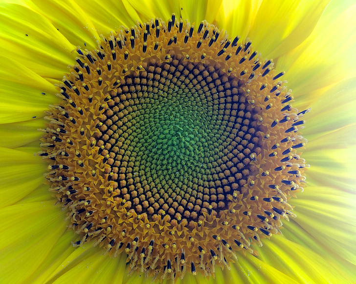 bunga matahari, benih, Pusat, alam, matahari, musim panas, tumbuh