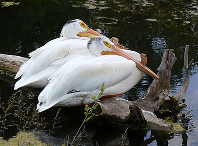 pelikáni, dva, ptáci, volně žijící zvířata, zobák, venkovní, dvojice