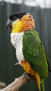 papagoi, lind, looma, Zoo, loodus, üks loom, loomade wildlife
