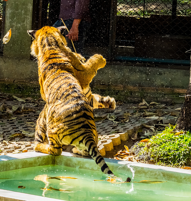 Tiger, kat, tæmme, Tiger zoo, Thailand