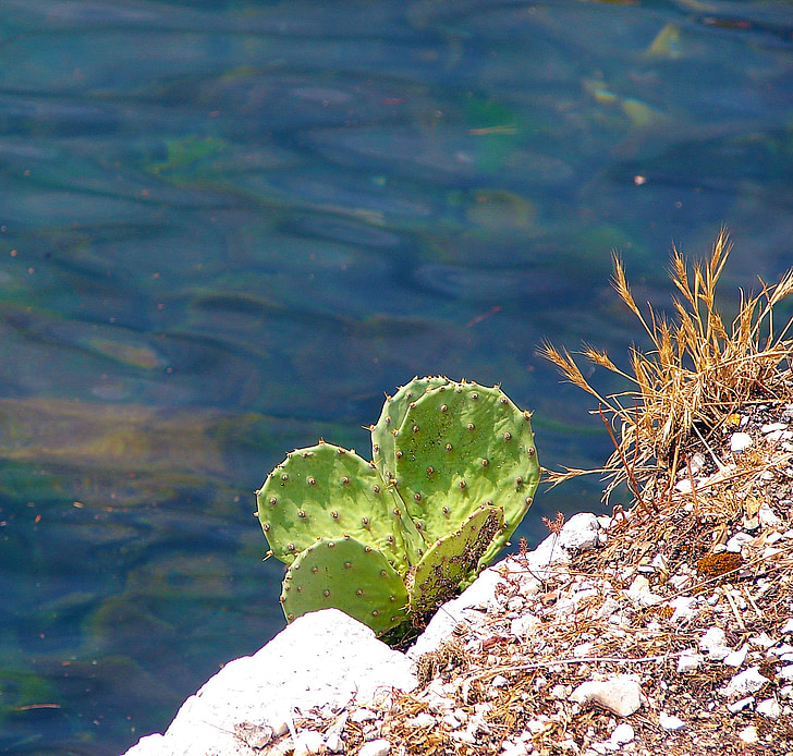 Kaktus, Rock, morze, wody
