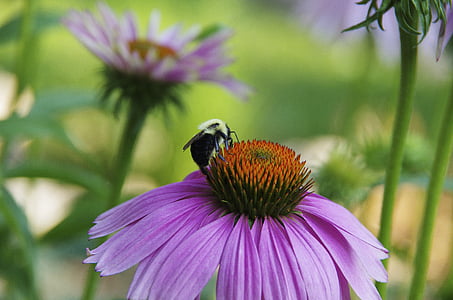 bee, purple, daisy, insect, macro, pollination, nature
