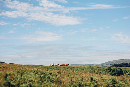 green, grass, herd, animal, horse, highland, landscape