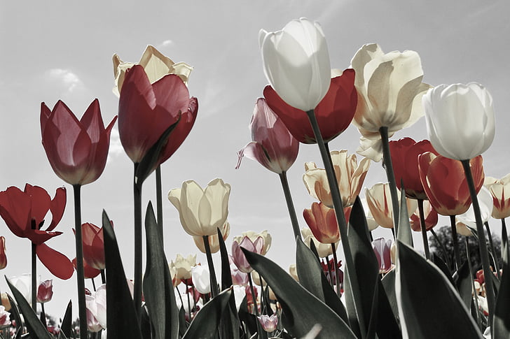 tulips, tulip field, tulip fields, spring, blossomed, tulpenbluete, spring flower