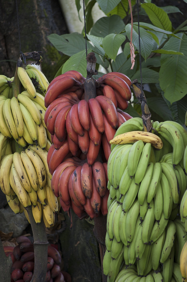 banan, Costa Rica, Tropical, frukt, grön, röd, mat