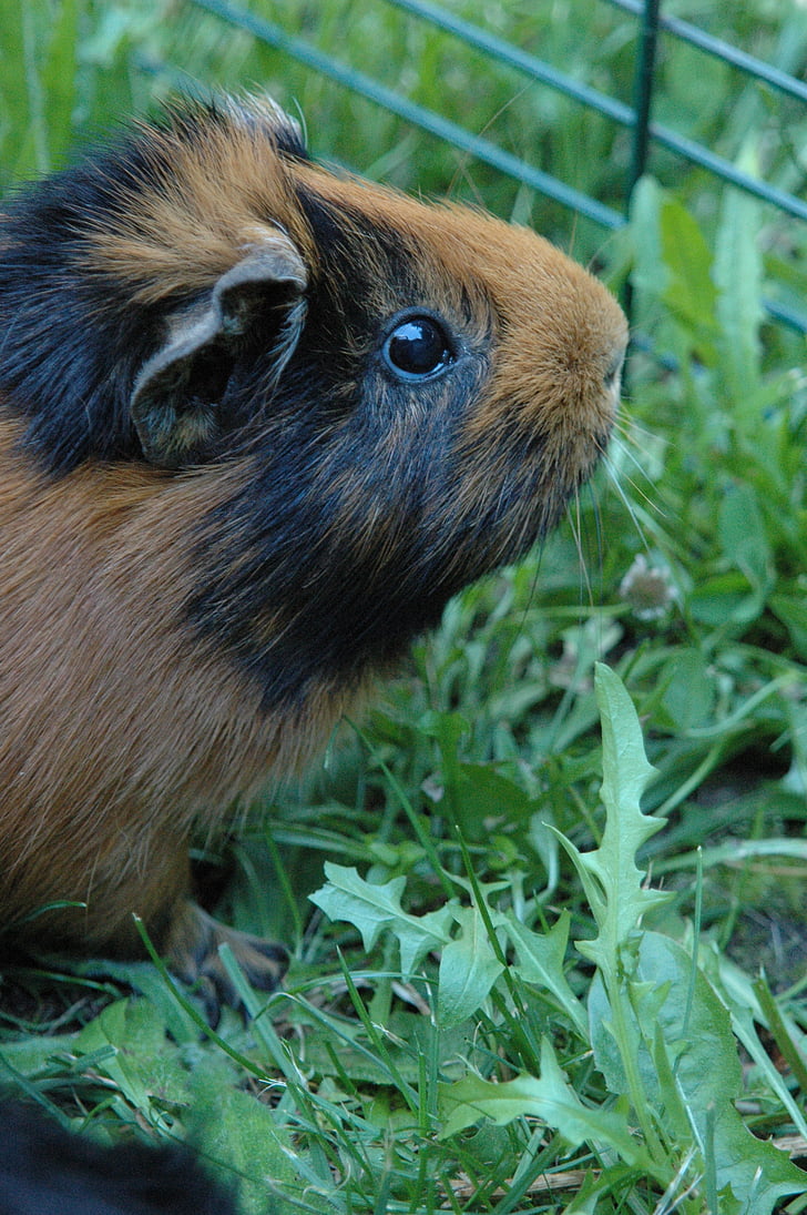 guinea pig, animal, cinnamon, cute, mammal, brown, furry