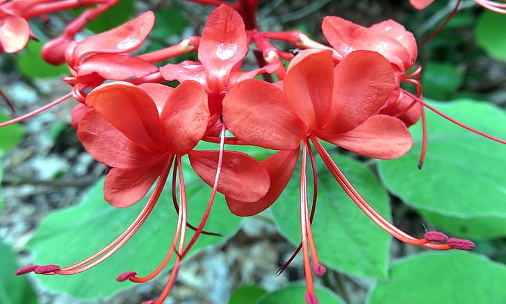 závod, květ, červená, clerodendron