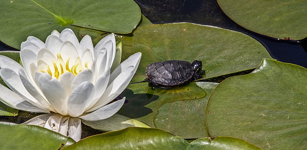 Lotus, flor, Blanco, nenúfar, tortuga, estanque, reptil