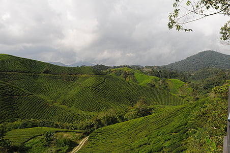 chá, plantação de, campo, agricultura, zona rural, Malásia, paisagem