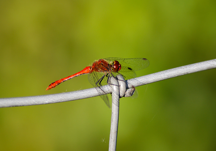 vážka, červená, hmyzu, transparentné, krídlo, filigránové, Let hmyzu