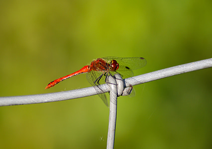 dragonfly, red, insect, transparent, wing, filigree, flight insect