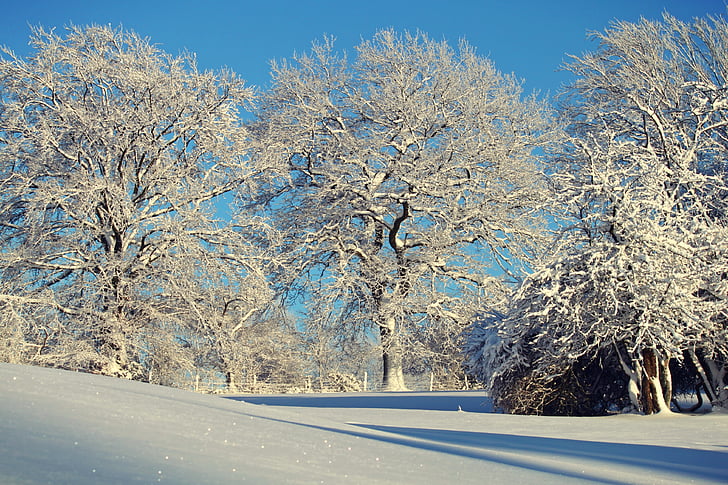 Zima, studen, snijeg, snježne, stabla, zimska čarolija, Mraz