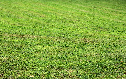 หญ้าพื้นหลัง, หญ้า, พื้นหลัง, หญ้าสีเขียว, ใบ, ใบเล็ก ๆ, ใบหญ้า
