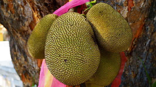 Dżakfrut, owoce, zielony, owoce z Tajlandii, drzewo, Tajlandia, jedzenie