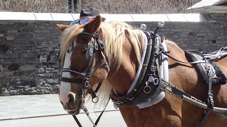 häst, vagn, Montreal, Chariot, djur, transport, kulturer