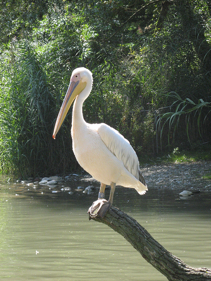 Pelikan, Basel, kebun binatang, burung air