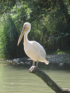 Pelikan, Basel, Zoo, oiseaux d’eau