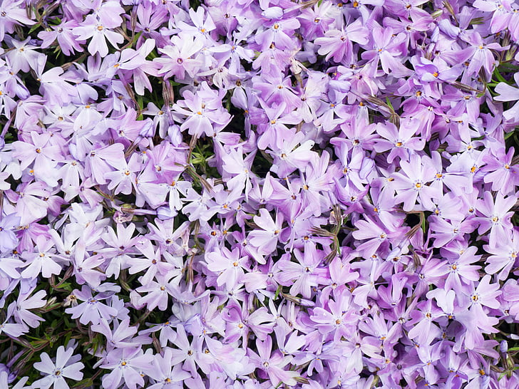closeup, photography, bed, purple, petaled, flowers, nature