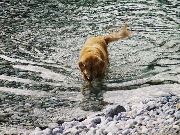 cão, água, animal de estimação, animal, diversão, canino, praia